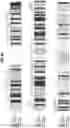 Fig. 13 - Prefusion coronavirus spike proteins and their use