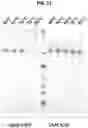 Fig. 16 - Prefusion coronavirus spike proteins and their use