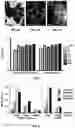 Fig. 04 - Single wall nanotube constructs and uses thereof