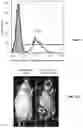 Fig. 10 - Single wall nanotube constructs and uses thereof