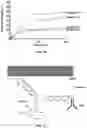 Fig. 12 - Single wall nanotube constructs and uses thereof
