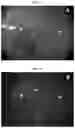 Fig. 04 - Nerve labeling compositions and uses thereof