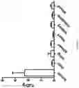 Fig. 03 - IL2 and TNF mutant immunoconjugates