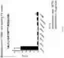Fig. 06 - IL2 and TNF mutant immunoconjugates