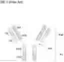 Fig. 02 - Bi-specific antibodies and uses thereof