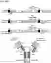 Fig. 49 - Bi-specific antibodies and uses thereof
