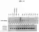 Fig. 22 - METHODS FOR DELIVERING GENE EDITING REAGENTS TO CELLS WITHIN ORGANS