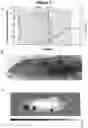 Fig. 07 - Compositions for Real-Time Oxygen Measurements and Methods of Making and Using Same