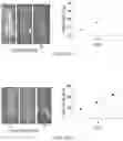 Fig. 23 - Tumor specific antibody conjugates and uses therefor