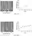 Fig. 24 - Tumor specific antibody conjugates and uses therefor