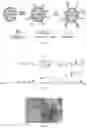 Fig. 40 - Tumor specific antibody conjugates and uses therefor