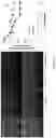 Fig. 13 - Stabilized nanobubbles for diagnostic and therapeutic applications