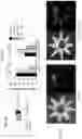Fig. 10 - Targeted drug delivery methods using a microneedle