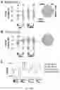 Fig. 17 - Methods and apparatuses for improving peripheral nerve function