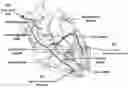 Fig. 01 - Method of cardiac resynchronization therapy