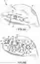 Fig. 06 - Golf club head having an adjustable weighting system