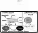 Fig. 02 - MAGNETICALLY IMMOBILIZED METABOLIC ENZYMES AND COFACTOR SYSTEMS