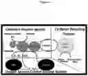 Fig. 03 - MAGNETICALLY IMMOBILIZED METABOLIC ENZYMES AND COFACTOR SYSTEMS