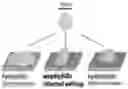 Fig. 01 - Methods of nanoscale directional wetting and uses thereof