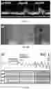 Fig. 04 - Methods of nanoscale directional wetting and uses thereof