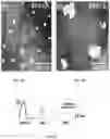 Fig. 08 - Methods of nanoscale directional wetting and uses thereof