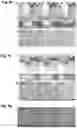 Fig. 12 - Gripping apparatus and method of producing a gripping apparatus