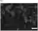 Fig. 02 - Fine particle size boric acid dispersion, method of use in engineered wood product manufacture, method of coating wood products and product therefrom