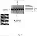 Fig. 12 - Coextrusion of periodically modulated structures