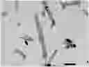 Fig. 01 - Calcium carbonate and production method therefor
