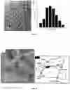 Fig. 07 - Translucent nanocrystalline glass ceramic