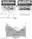 Fig. 02 - Novel compositions and methods for synthesizing deep eutectic solvents from lignin derived phenolic compounds