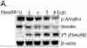Fig. 01 - Small molecule AMPK activators