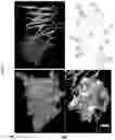 Fig. 03 - Small molecule AMPK activators