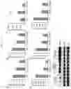 Fig. 06 - Small molecule AMPK activators