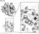 Fig. 20 - COMPOSITIONS AND METHODS FOR INHIBITING RETICULON 4