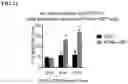 Fig. 22 - COMPOSITIONS AND METHODS FOR INHIBITING RETICULON 4