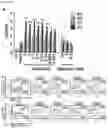 Fig. 03 - Application of Imidazopyridine Derivatives in Regenerative Medicine