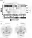 Fig. 09 - Application of Imidazopyridine Derivatives in Regenerative Medicine