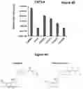 Fig. 07 - Quinoline-based compounds and methods of inhibiting CDK8/19