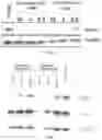Fig. 02 - Piperidine-2,6-dione derivative and use thereof