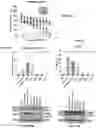 Fig. 41 - Methods for treating melanoma using small molecules