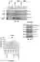 Fig. 44 - Methods for treating melanoma using small molecules