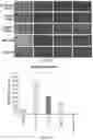 Fig. 49 - Methods for treating melanoma using small molecules