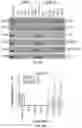 Fig. 50 - Methods for treating melanoma using small molecules