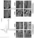 Fig. 25 - Substituted pyrrolo[1,2-a]quinoxalin-4(5H)-ones as CX3CR1 antagonists