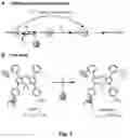 Fig. 02 - Bioreducible N-oxide-based probes for imaging of hypoxia