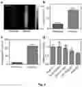 Fig. 05 - Bioreducible N-oxide-based probes for imaging of hypoxia
