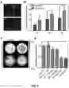 Fig. 06 - Bioreducible N-oxide-based probes for imaging of hypoxia