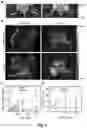 Fig. 07 - Bioreducible N-oxide-based probes for imaging of hypoxia