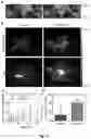 Fig. 08 - Bioreducible N-oxide-based probes for imaging of hypoxia
